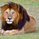 Male lion